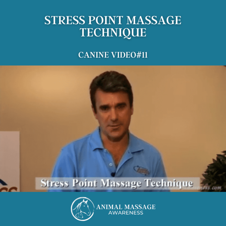 Canine Video 11 Stress Point Massage Technique Animal Massage Awareness