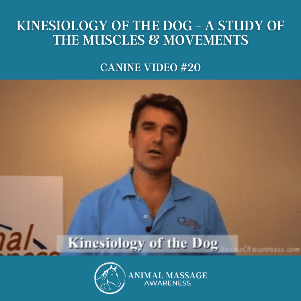 Canine Video 20 - Kinesiology of the Dog - Study of the Muscles & Movement