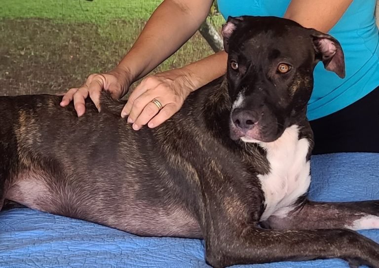 🇺🇸 Advanced Canine Massage Awareness Module 2 Animal Massage Awareness