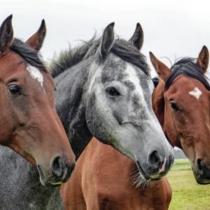 🇺🇸 Equine Massage - Modules 1,2&3