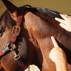🇺🇸 Equine Massage Module 5 - The 40 Stress Points Detailed Outline