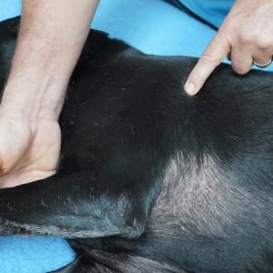 🇺🇸 Canine Massage Module 5 - The 40 Stress Points Detailed Outline