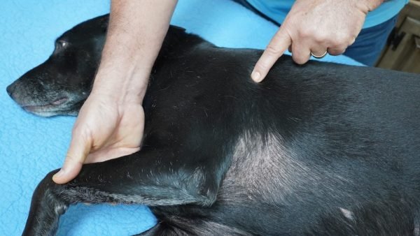 🇺🇸 Canine Massage Module 5 - The 40 Stress Points Detailed Outline