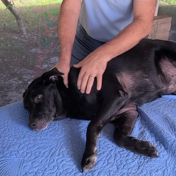 🇫🇷 Massage Canin Module 2 -Mouvements de Massage Avancés